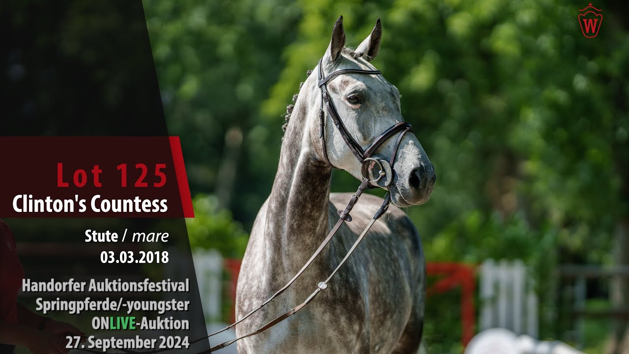 Auktionsfestival Lot 125 Clinton's Countess Stute v. Clinton's Heart - Graf Grannus