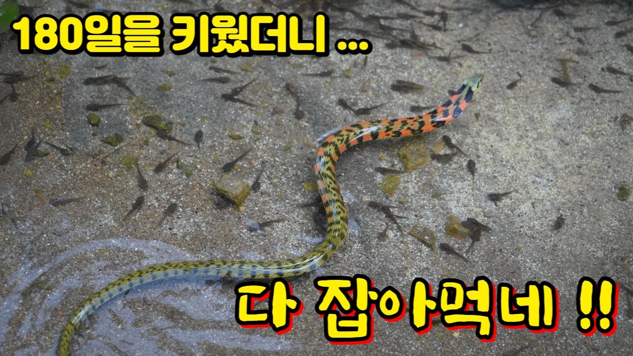 개구리 장기 프로젝트 2탄 ) 개구리 방생 프로젝트 180일의 기록..