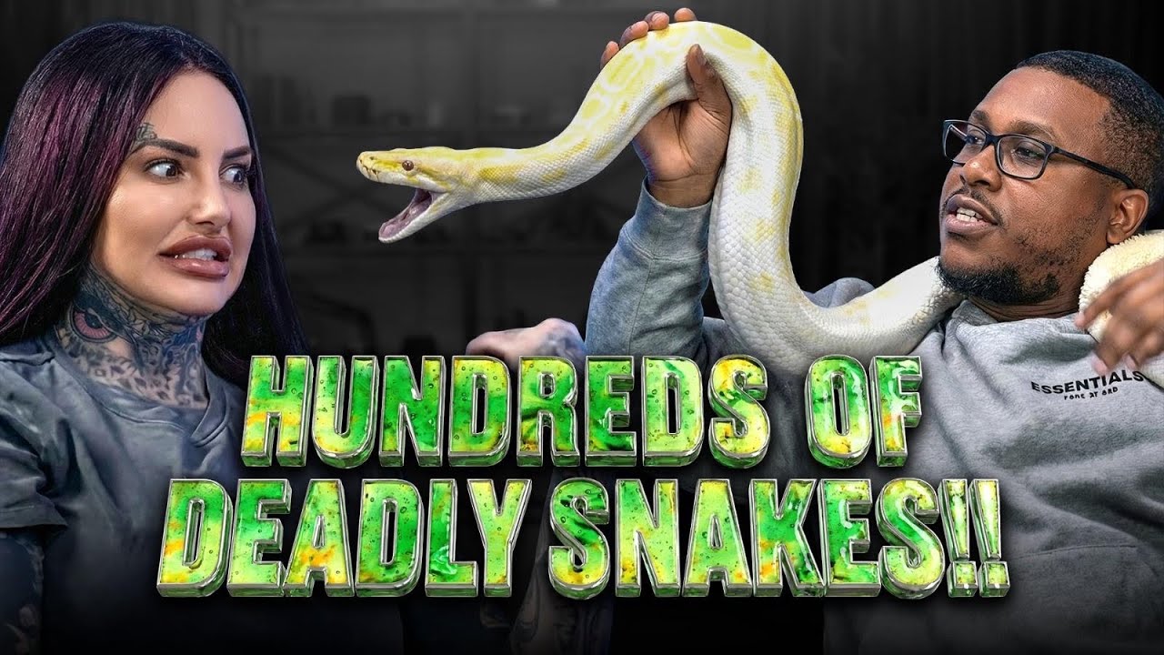VENOM, VIPERS & A 12ft ALLIGATOR… This Exists in the UK 😱