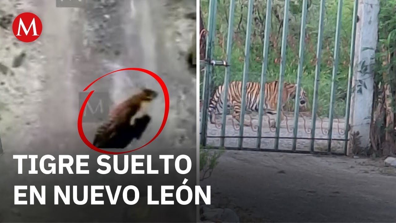 Localizan a tigre suelto en la colonia La Copina, en Salinas Victoria, Nuevo León