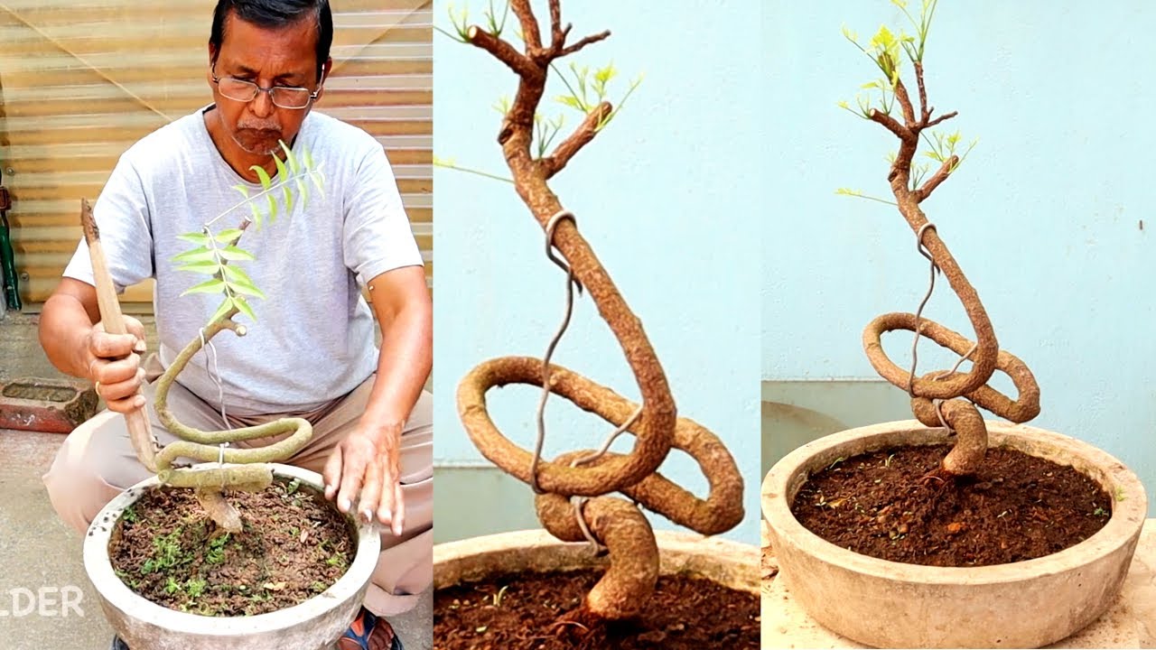 Design a neem bonsai at home