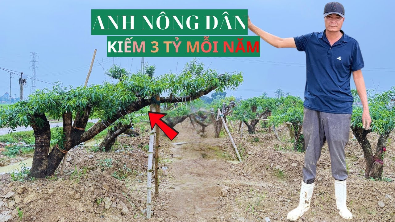 Anh Nông Dân Kiếm 3 TỶ Mỗi Năm, Nhờ Trồng Cây Này ... || Tuân Nông Nghiệp.