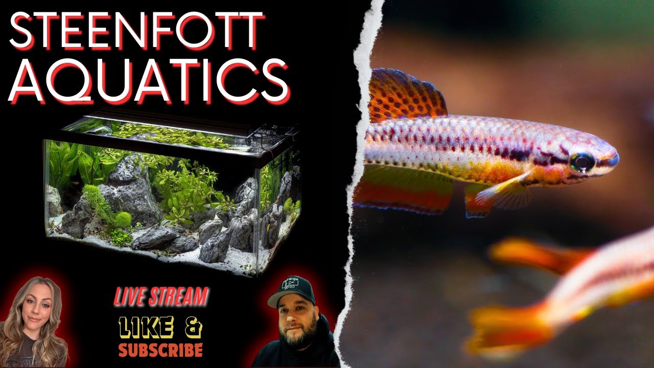 Steenfott Aquatics LIVE Aquarium Chat: Ask Anything, Let’s Talk Fish