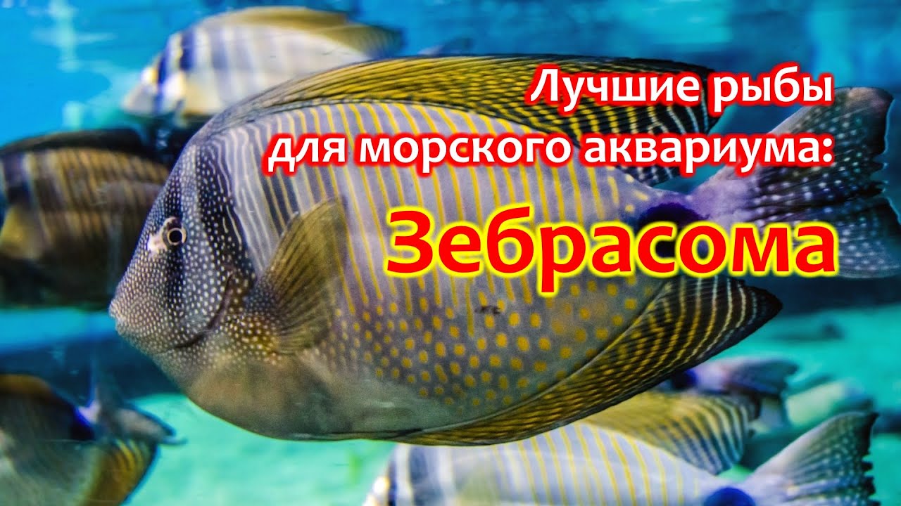 Зебрасома - одна из лучших рыб для морского аквариума