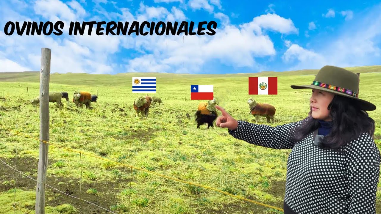 Los mejores ovinos Corriedale de la altura - Pasco Perú (2/2) | BuenDato