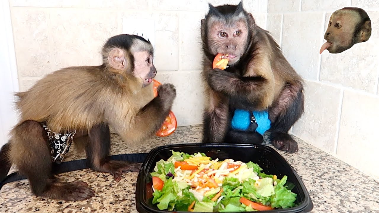 Capuchin Monkeys Share Tasty Green Salad!