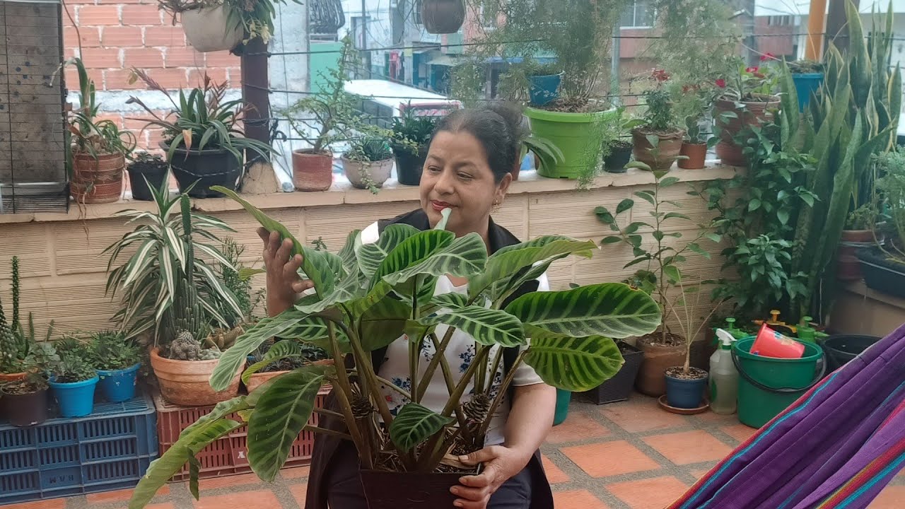 Gran Variedad de Plantas en la Casa dónde Vive Mi Hijo /😍/🌺🌹