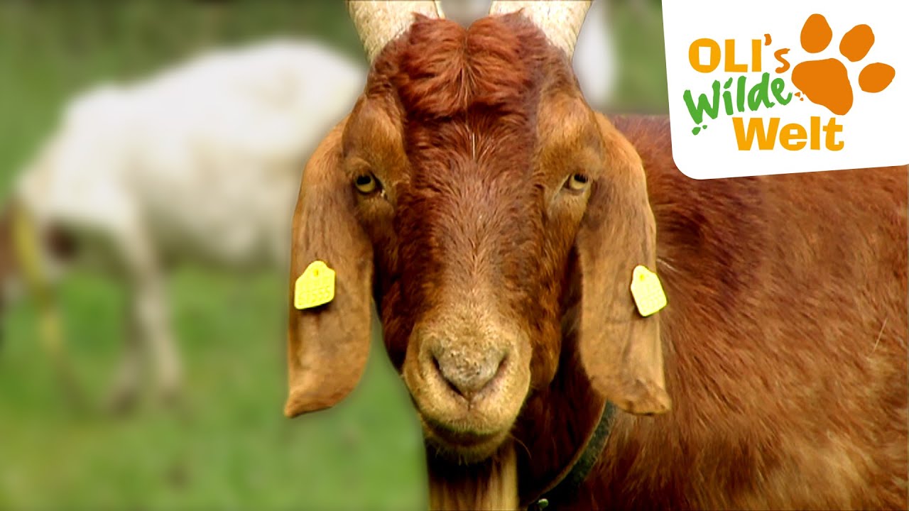 Ziege über alle Berge | OLI's Wilde Welt