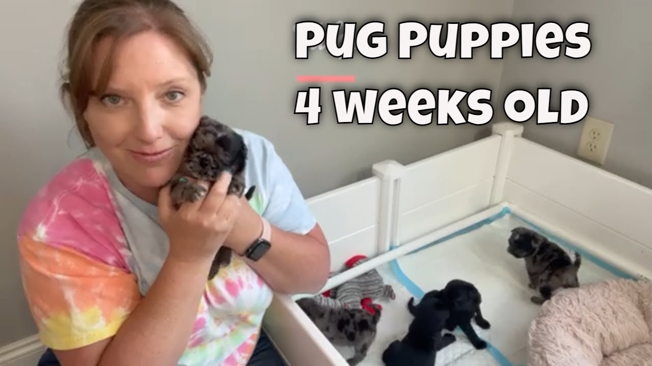 Pug Puppies are 4 weeks old