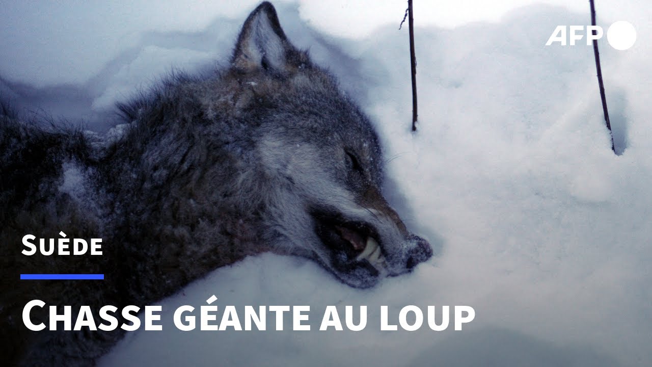 En Suède, une chasse géante au loup qui divise | AFP