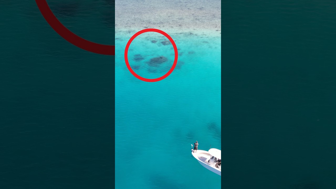 Drone Strike on a Giant Fish #fishing