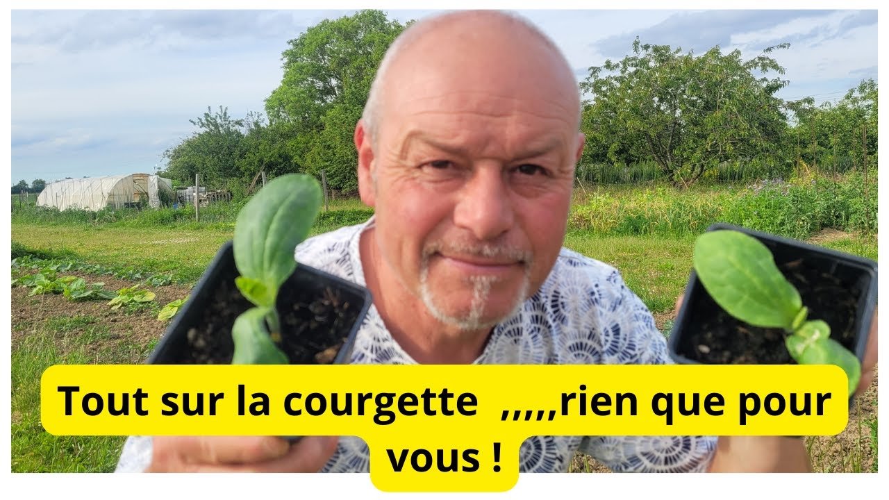 Les courgettes Quand les semer quand les planter comment les cultiver ?