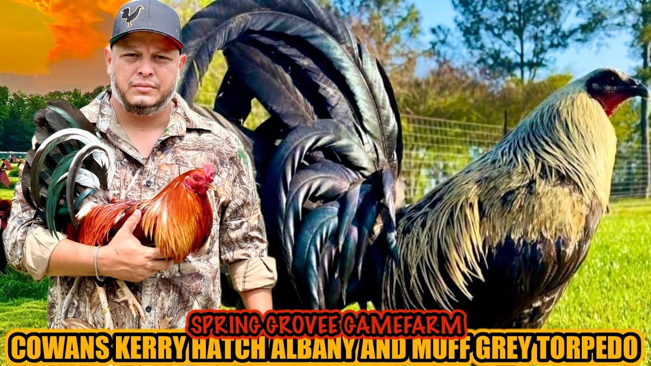 Cowans Kerry Hatch Albany And Muff Grey Torpedo ~ SPRING GROVEE GAMEFARM