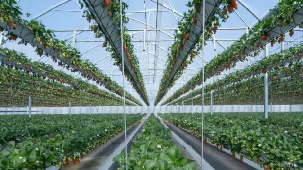 Cómo producir 350.000kg de frutillas🍓 en Hidroponía  [Sistema NGS - Equipo de fertirriego Nutritec]