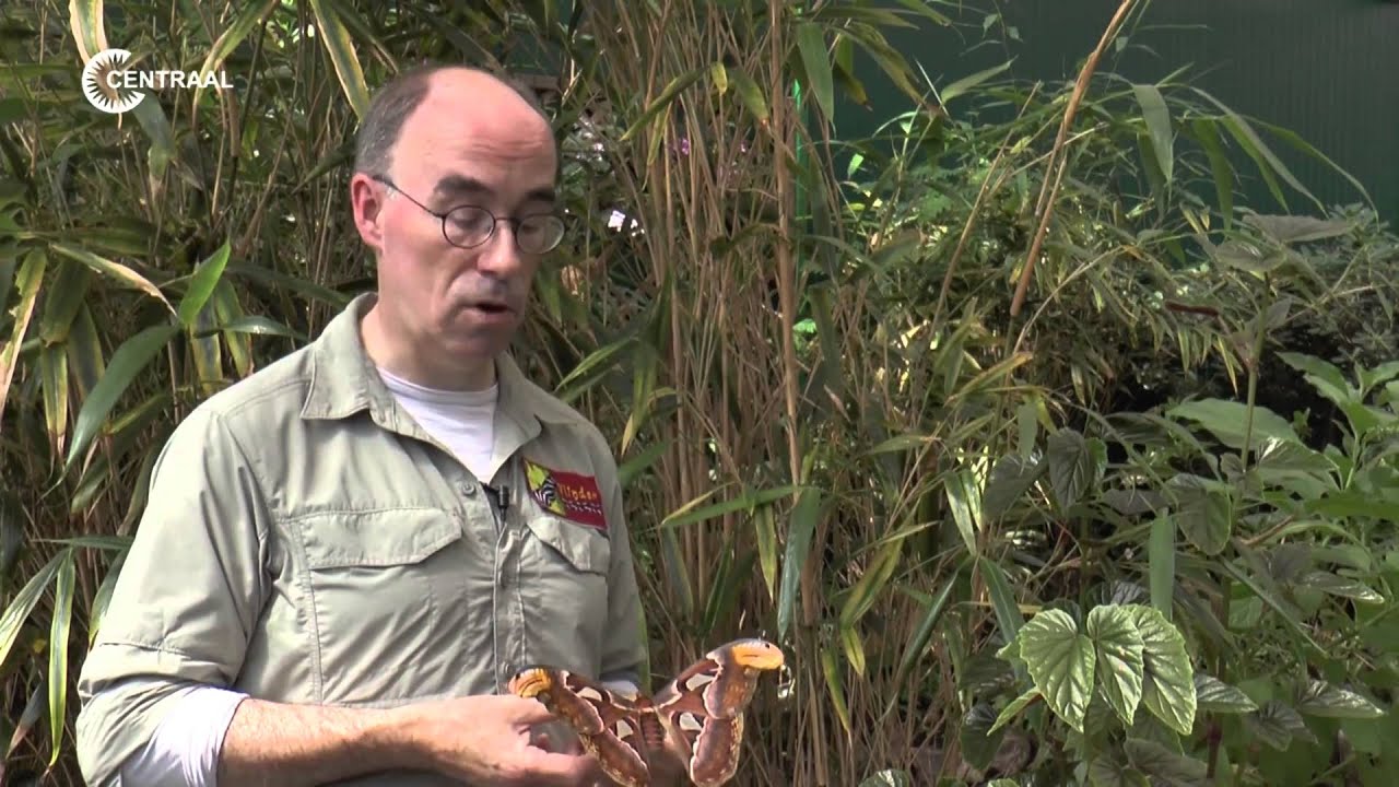 Vlindersafari
