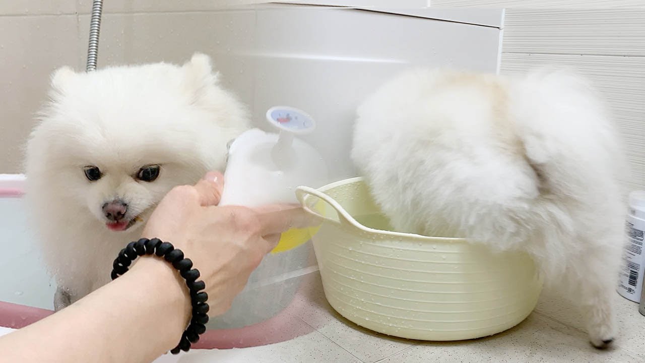 목욕을 싫어하던 우리 강아지가 달라졌어요! (2년간 주인의 노력을 배신하지 않은 강아지)