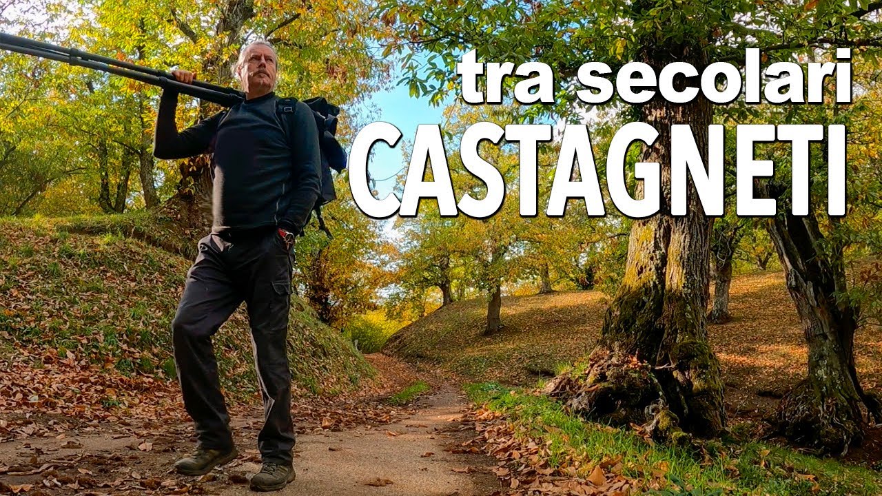 Foliage tra i castagneti secolari