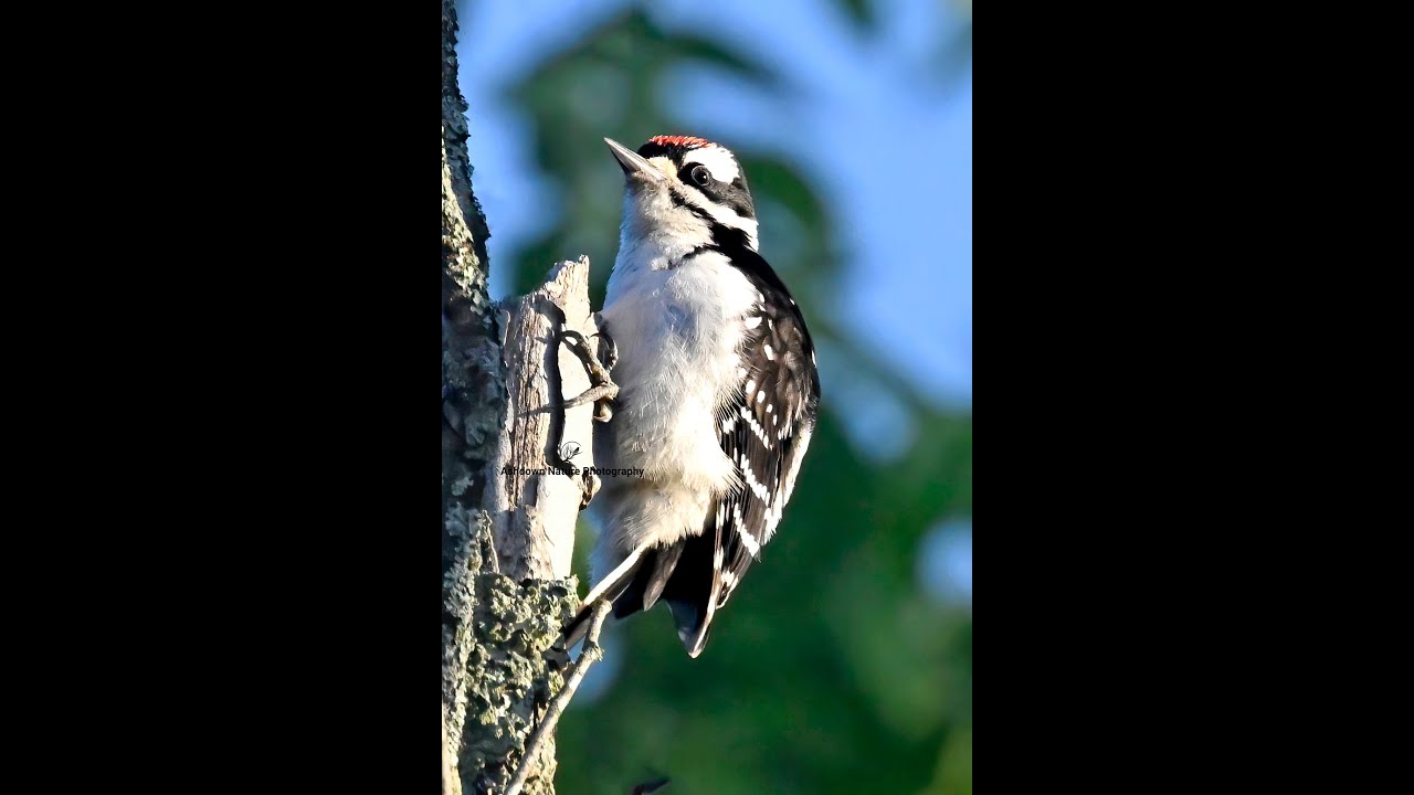 The Hairy Woodpecker