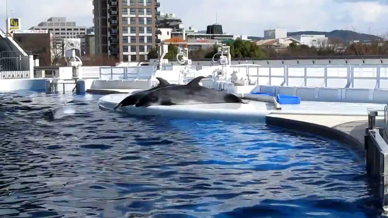 自主的にショーをするイルカたち　Dolphins performing voluntarily