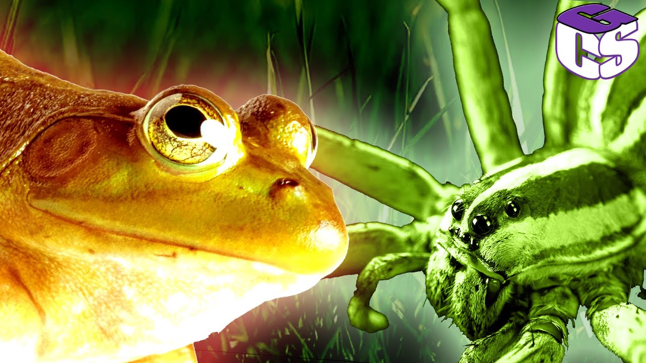 Ellenségem ellensége 2 avagy Óriás békák VS Óriás pókok! - Empires of the undergrowth