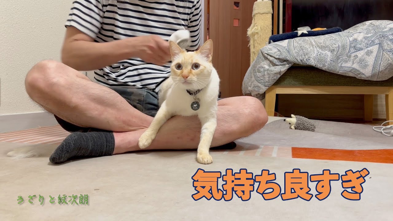 【このひとときが堪らない♡】ブラッシングは愛のコミュニケーション！  ろざりと紋次朗の日常#26