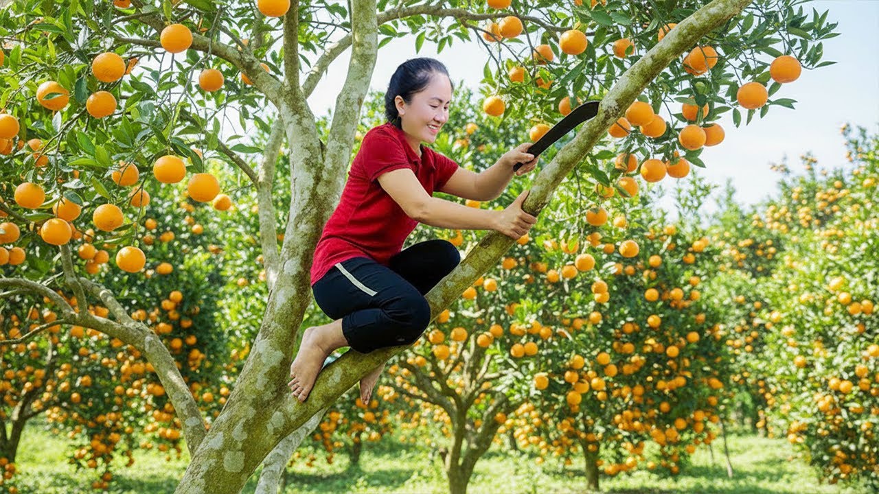 Emma Harvested Fresh Oranges Giant 100kg Basket From the Mountain Orchard!