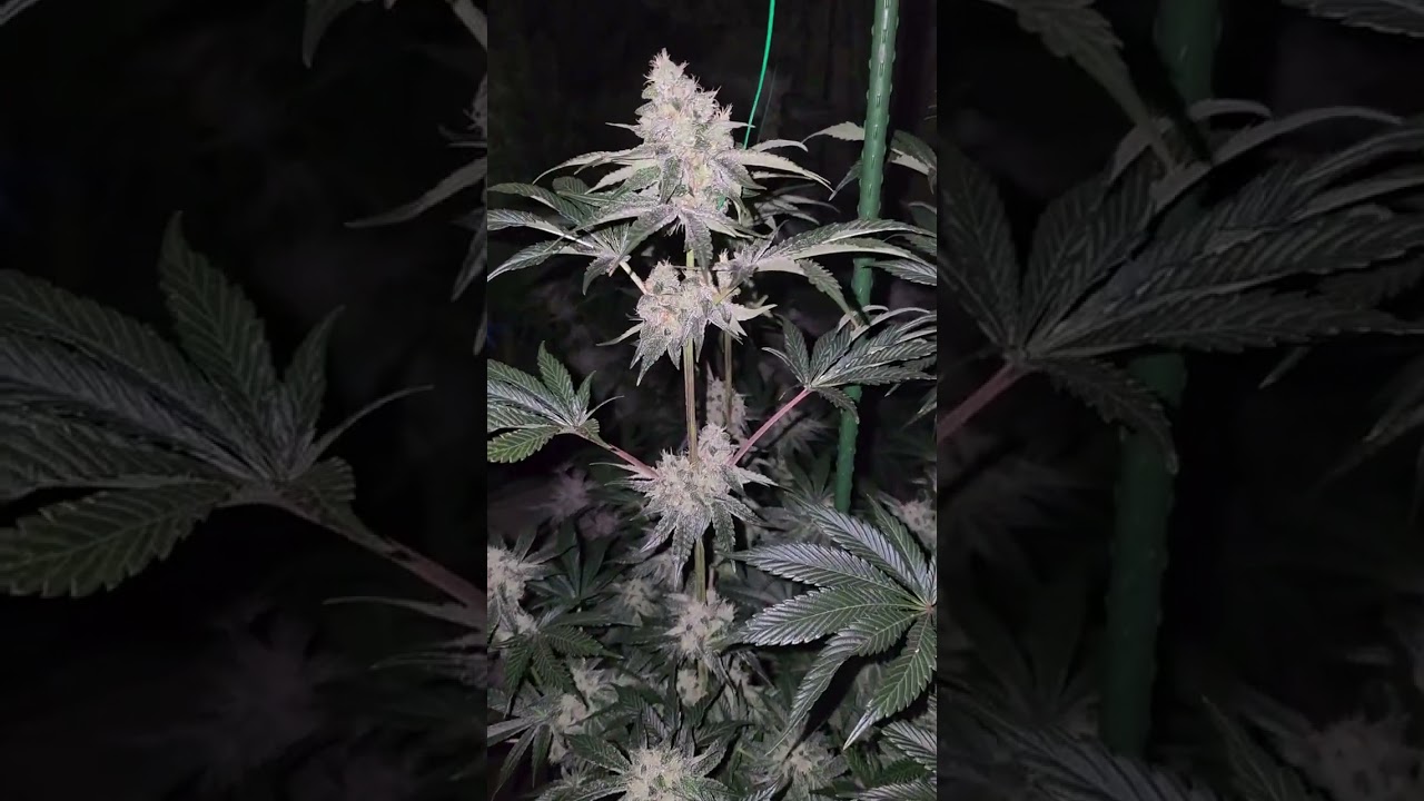 Pheno hunting a classic, Citradelic Sunset Ghost Train Haze x Mandarin Sunset Smells like Margaritas
