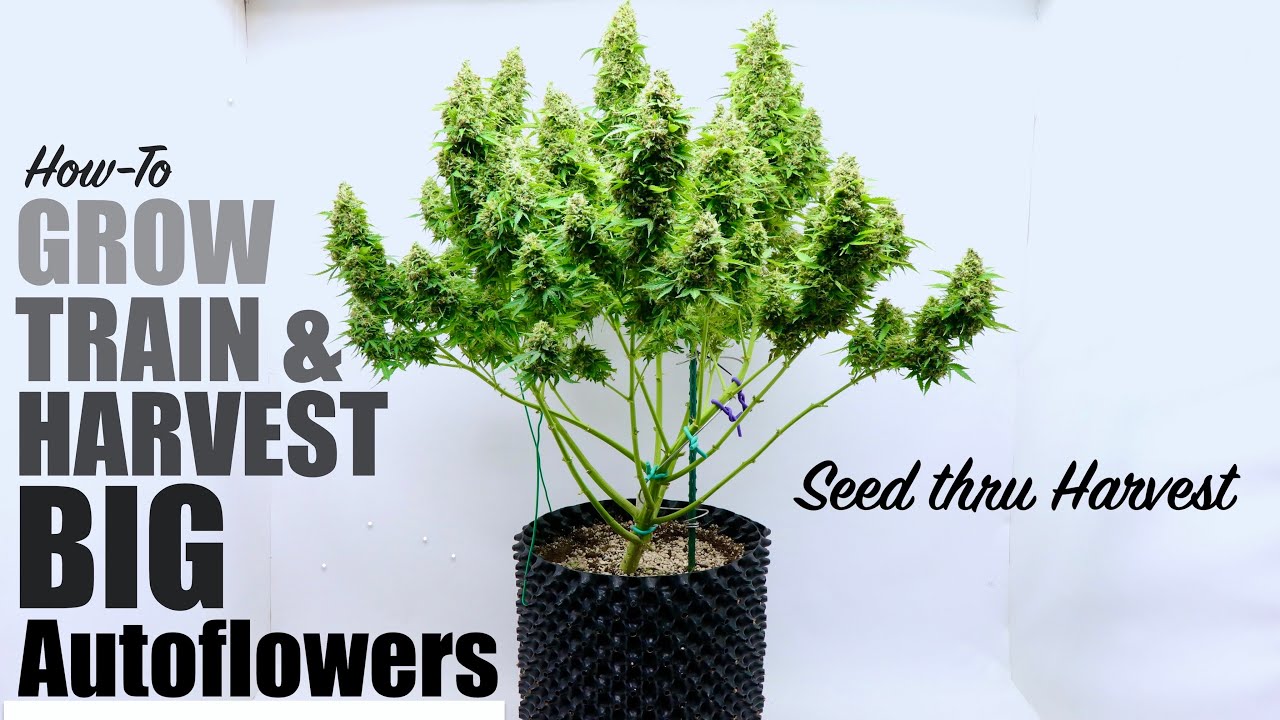 How To Grow, Low Stress Train & Harvest Big Autoflowers | Seed to Harvest | Mephisto's Sour Stomper