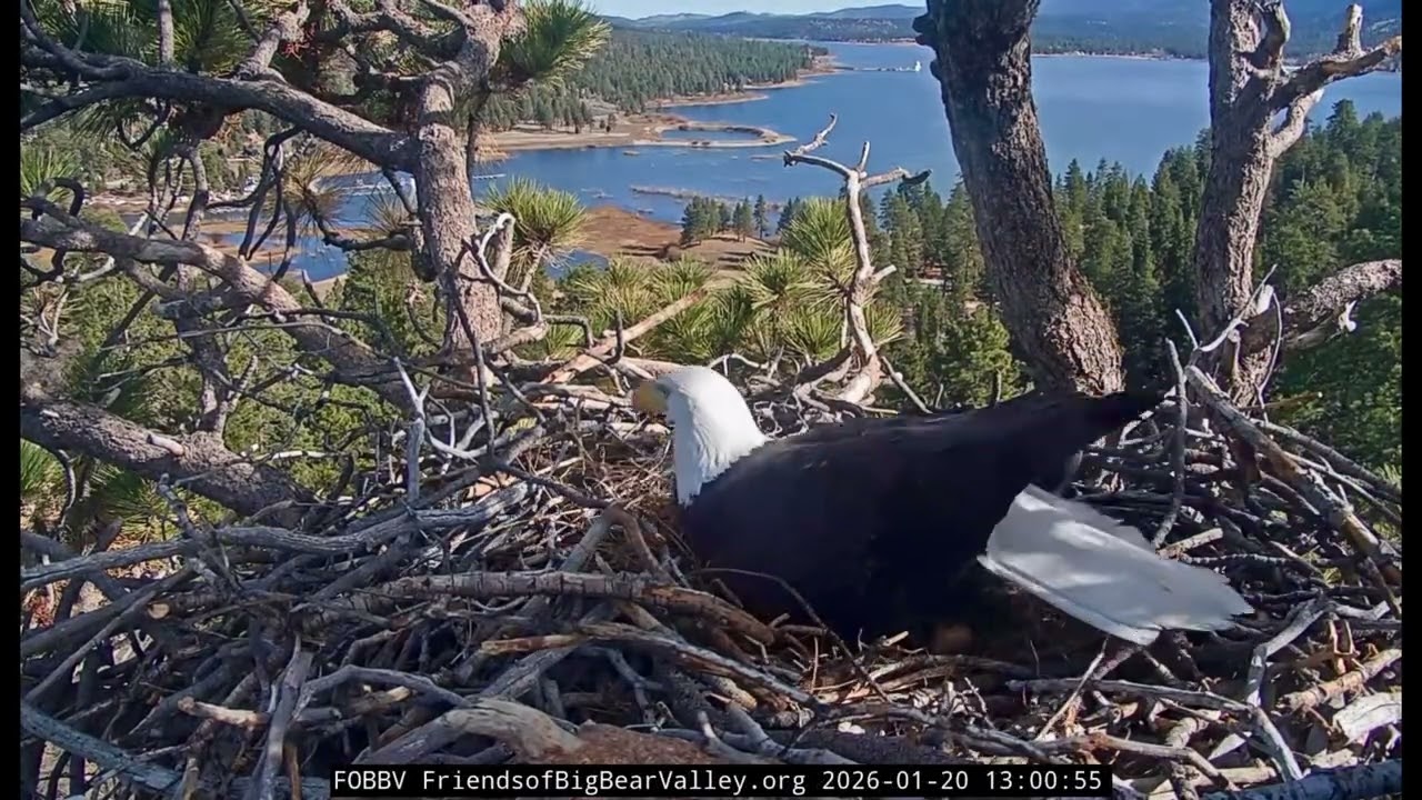 Jackie & Shadow-Big Bear Eagle Nest❤️01/20/26