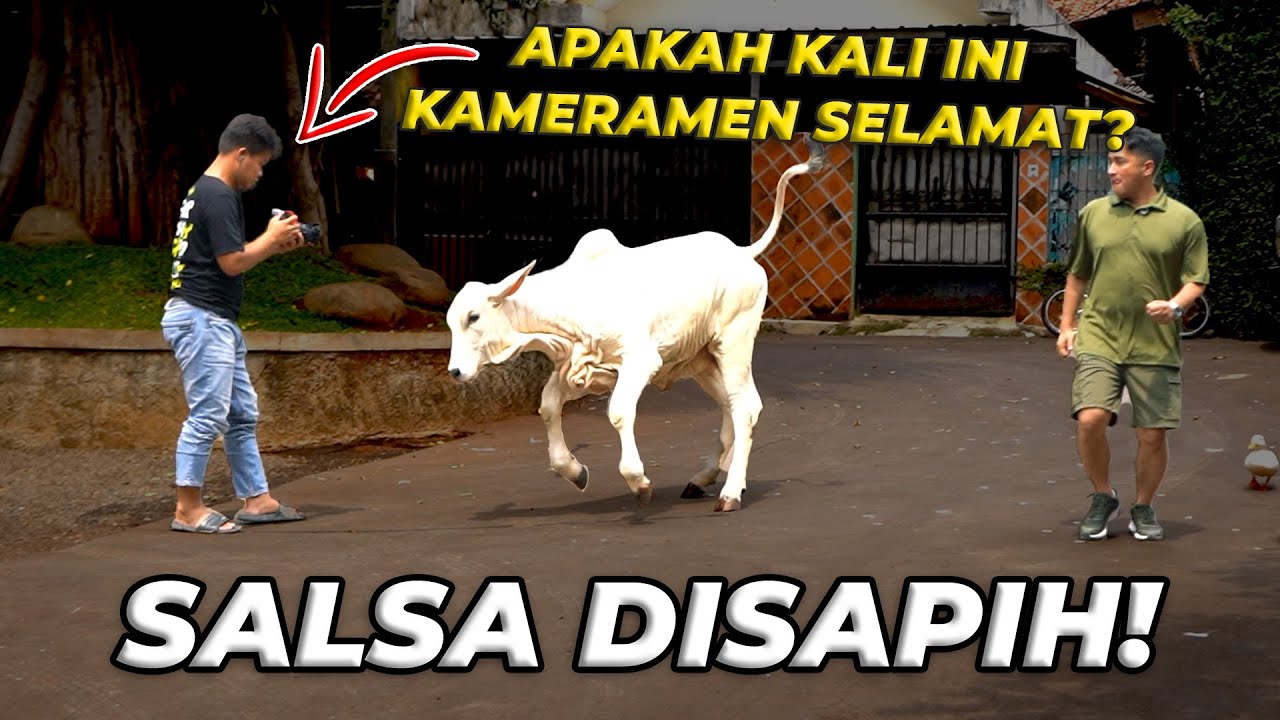 AKHIRNYA ANAK SAPI JUMBO GW DISAPIH DARI INDUKNYA