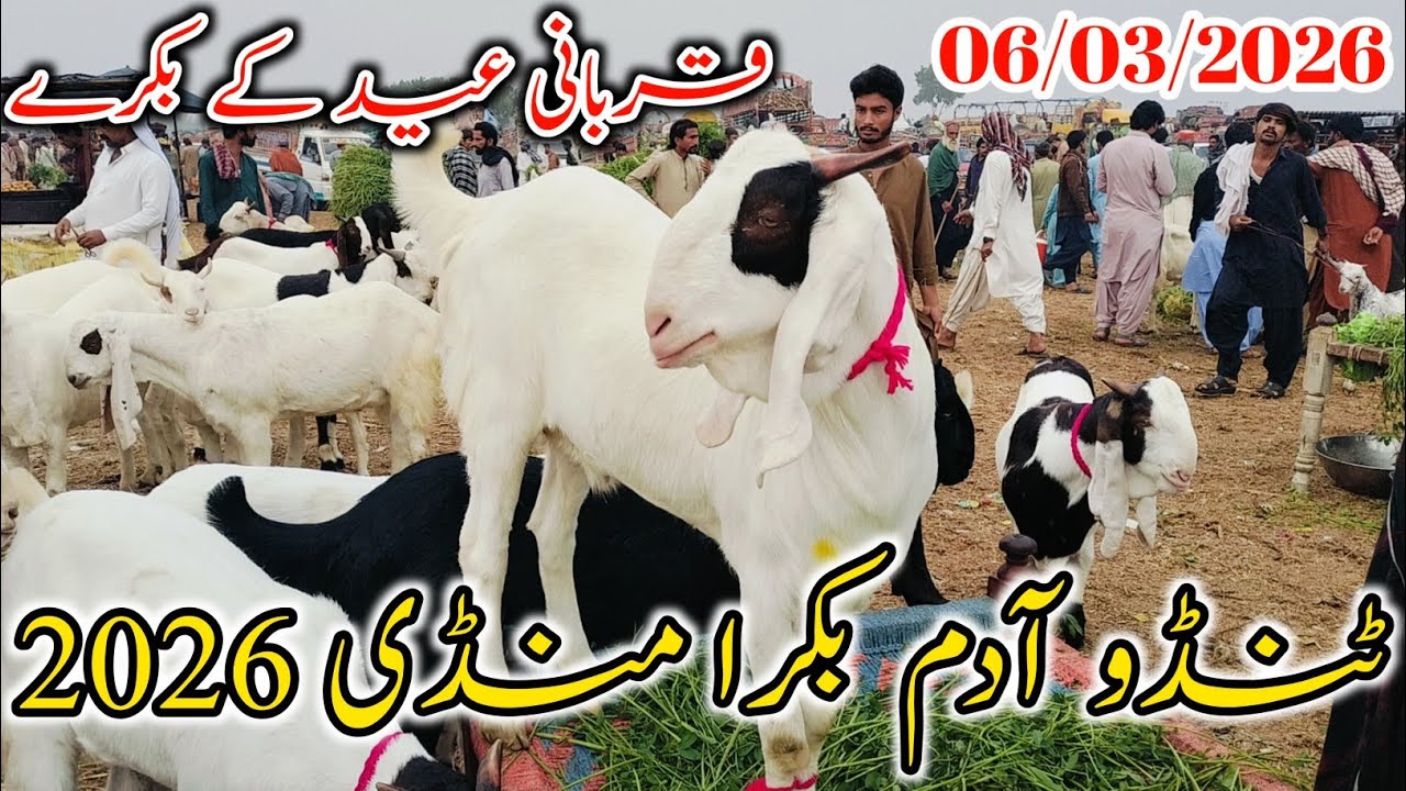 Tando Adam Bakra Mandi  || Qorbani Eid 2026 Ke Bakre Latest Update 