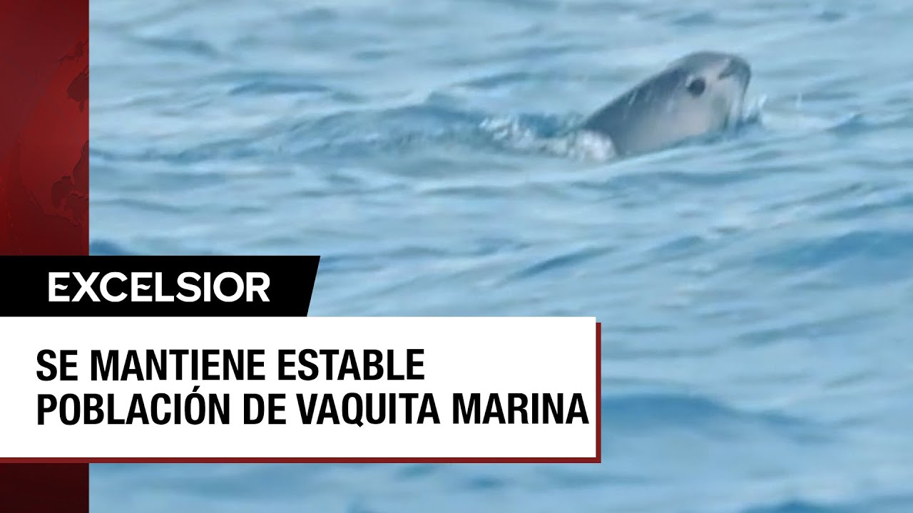 Emocionante avistamiento de vaquitas marinas en el Golfo de California