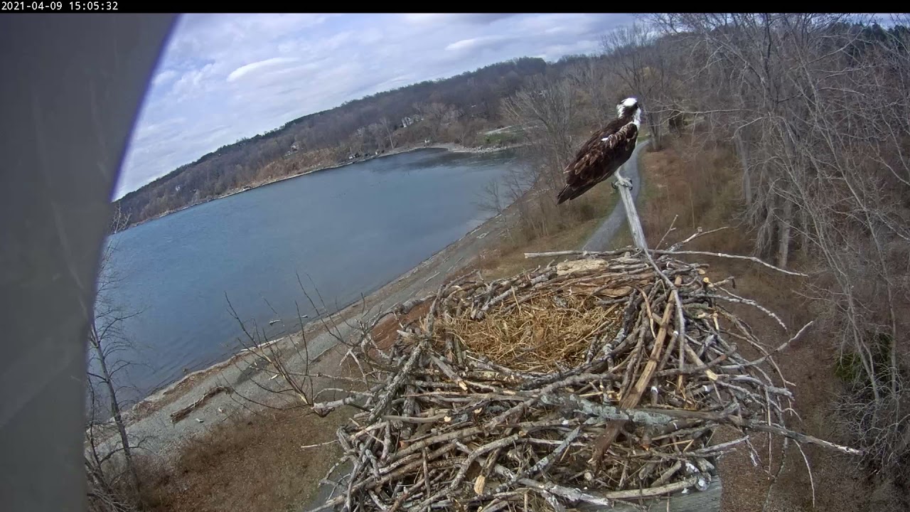 guarding from perch 20210409 150522 150553