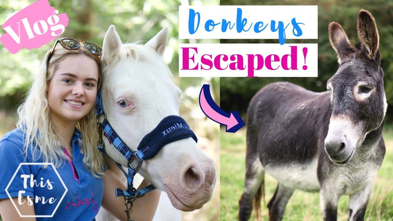 Vlog | Donkeys Escaped! Tack Room Cleaning + Mickey Walks | This Esme