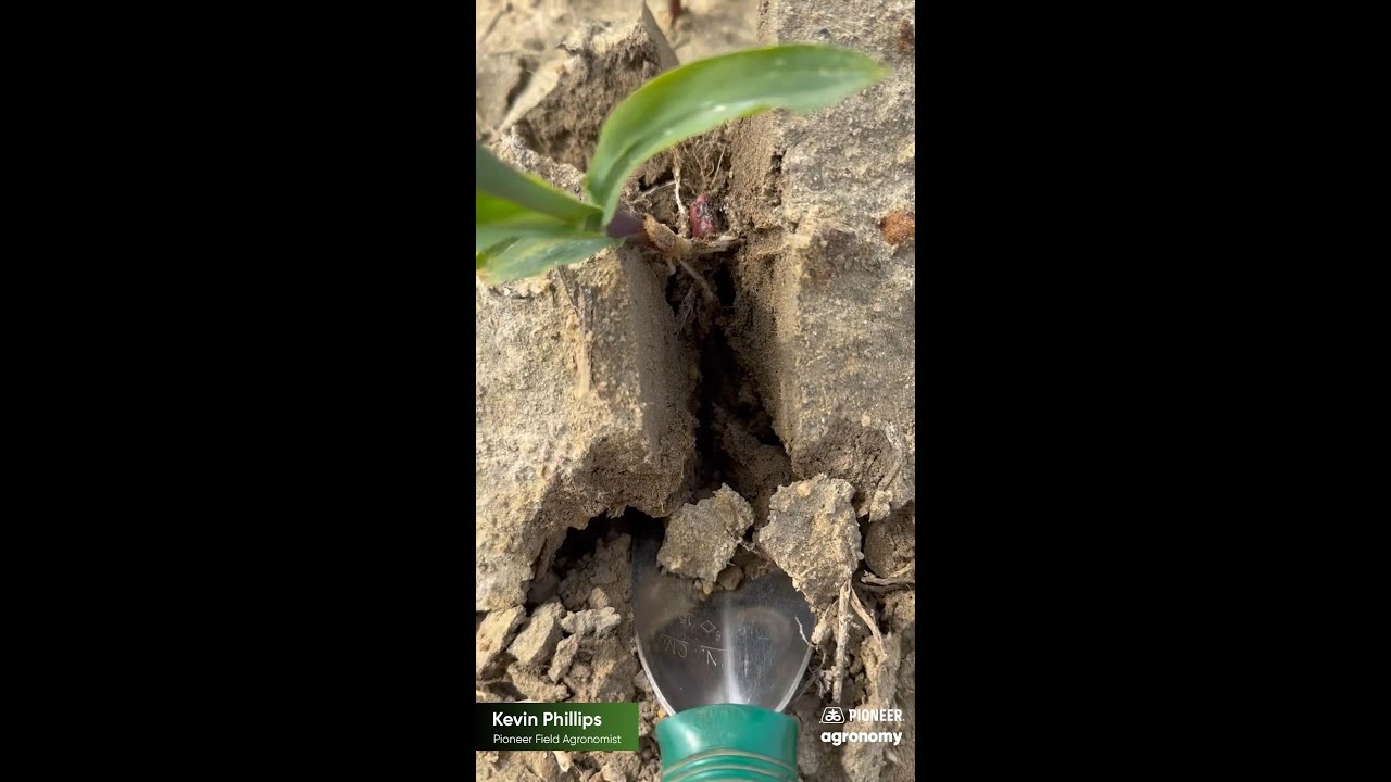Soil Crusting and Compaction After Heavy Rains