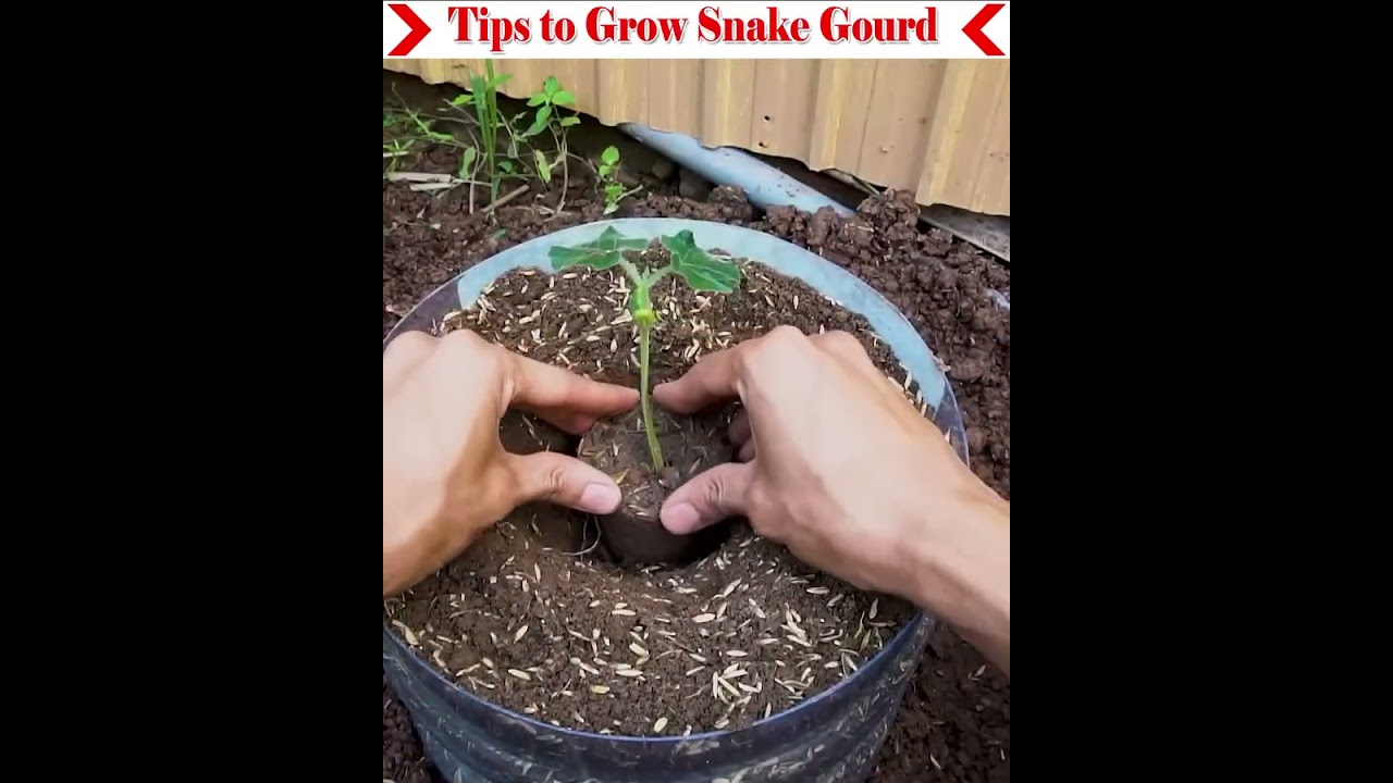 Starting from seed germination to snake gourd yield.#gardening#farming#viralvideo