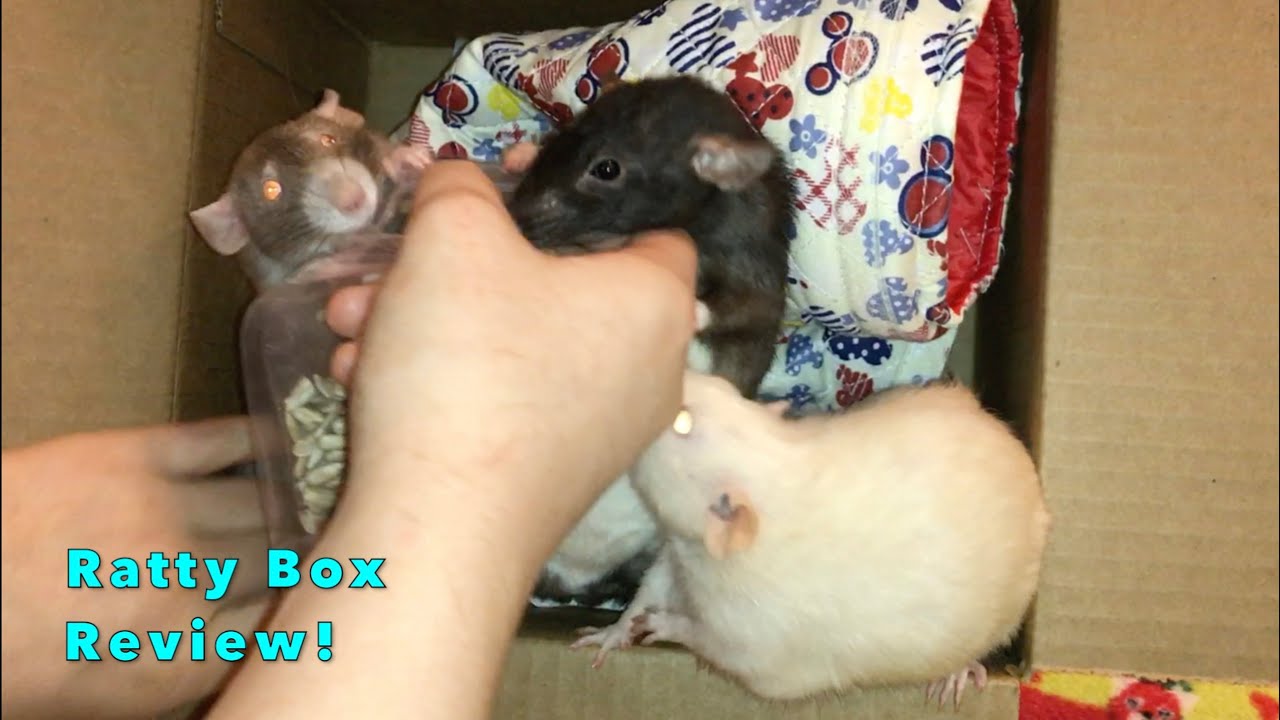 Reviewing May 2021's Ratty Box (A Rat Subscription Service!)