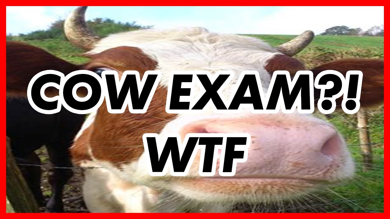 What the *beep* is a cow exam?!