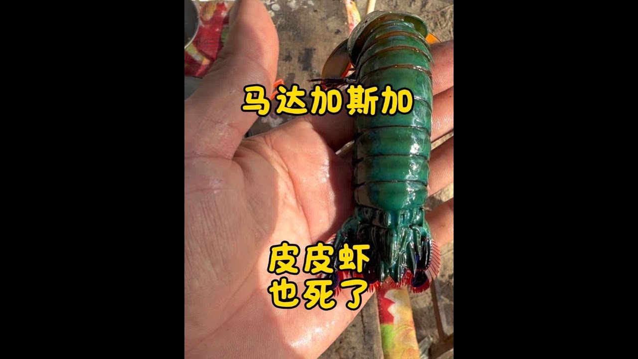 马达加斯加我的水族馆经验不足，各种鱼皮皮虾都死了，吃了那么多皮皮虾才知道这不是皮皮虾叫凤尾螳螂虾加油提高生活质量