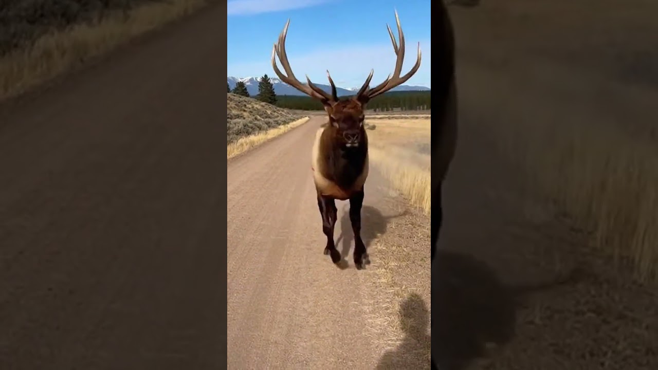 Irrawaddy Hippo-Deer Jumping On The Road With Its Charming Dance Steps