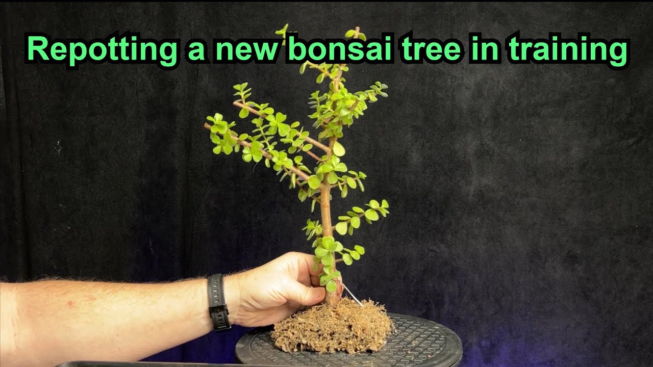 repotting a new bonsai tree in training #portulacariaafra #bonsai #indoorbonsai #bonsaicare