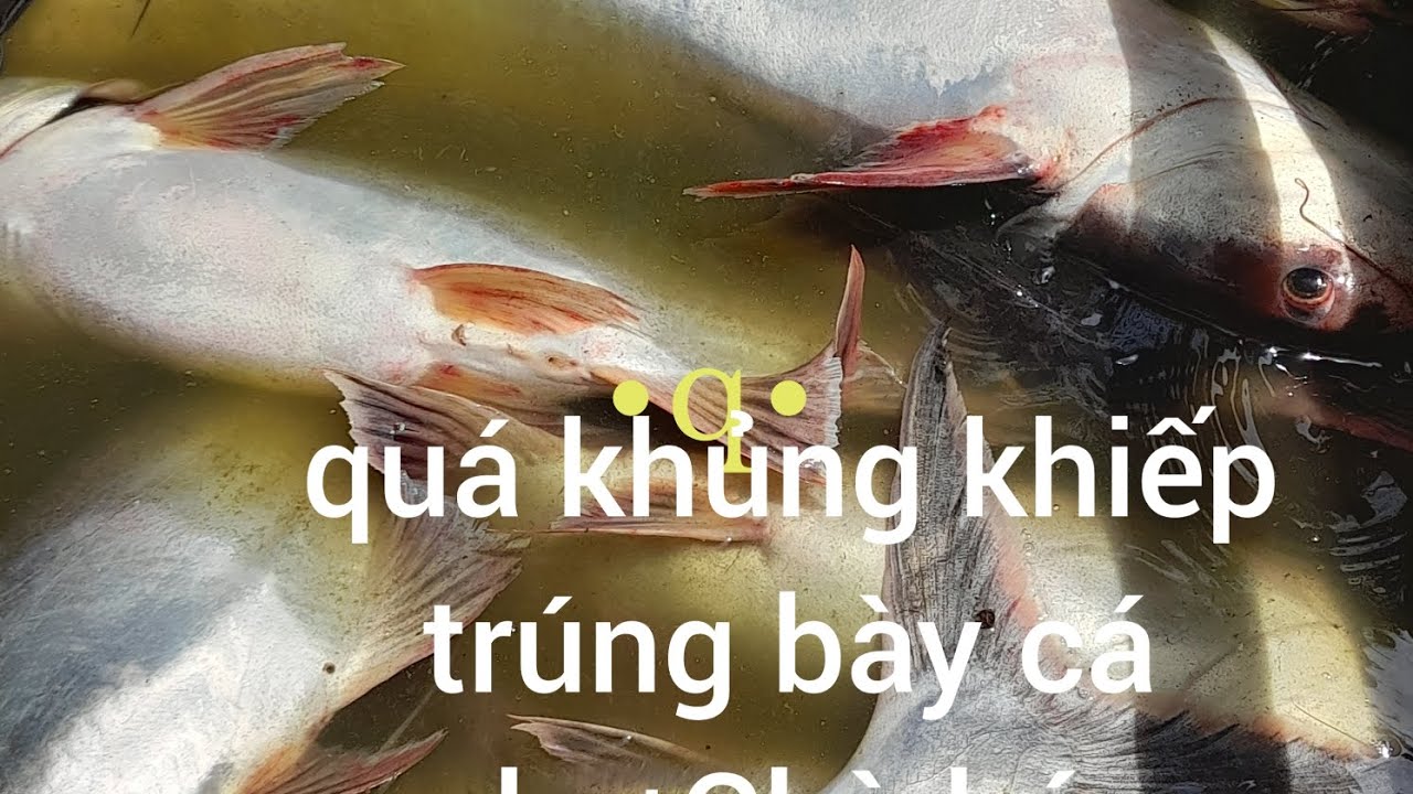 @săn bắt miền tây giăng lưới trúng bày cá khủng