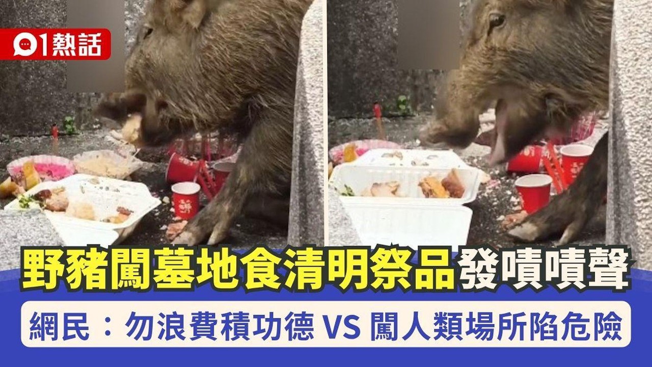 【01熱話】有片！野豬闖墓地食清明節祭品　網民籲勿留祭品　憂積功德變殺生｜01熱話｜清明節｜祭祀｜香港