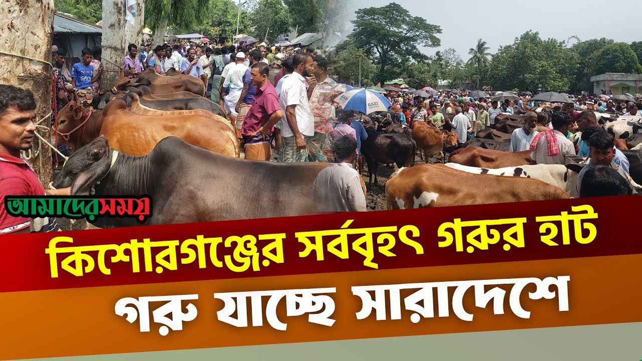 কিশোরগঞ্জের সর্ববৃহৎ গরুর হাট, গরু যাচ্ছে সারাদেশে | Kishoreganj Gorur Haat | News | Amader Shomoy