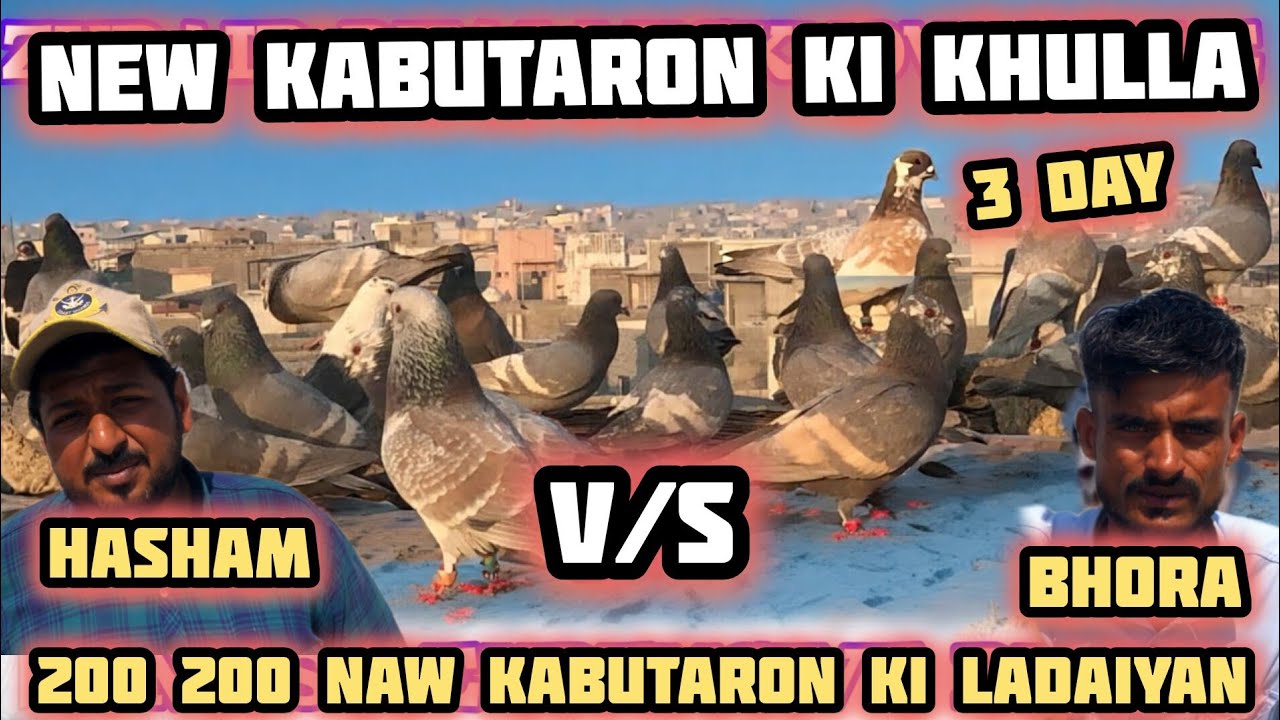 Hasham V/S Bhora | Naw Kabutaron ki khulla? | 200 200 Naw kabutaron ki ladaiyan | desi Gola kabutar