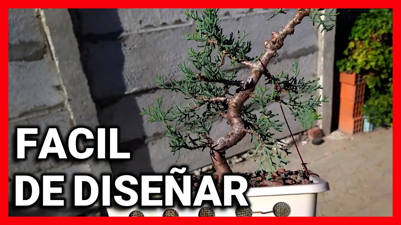 🌲COMO PINZAR UN CIPRES Y COMO DISEÑAR UN BONSAI🌲 cultivo en colador desde semilla