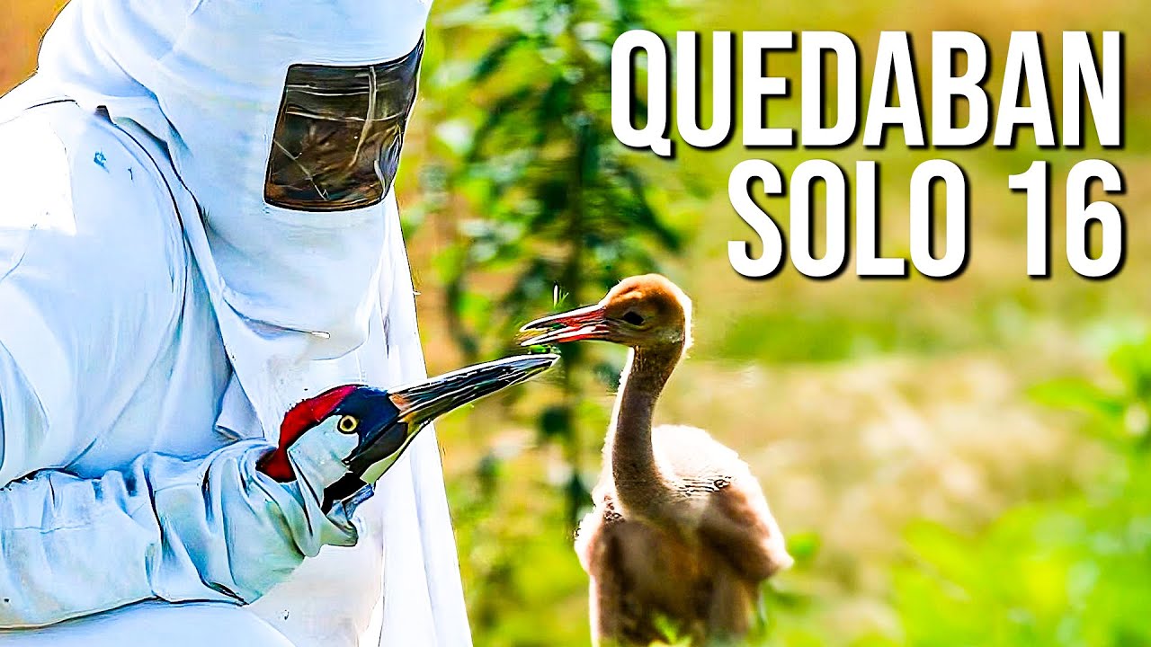 15 Animales Salvados de la Extinción por los Humanos