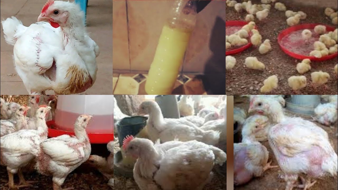 How to use garlic to achieve 3kg in 35 days in broilers. 35days garlic program for big broilers. 