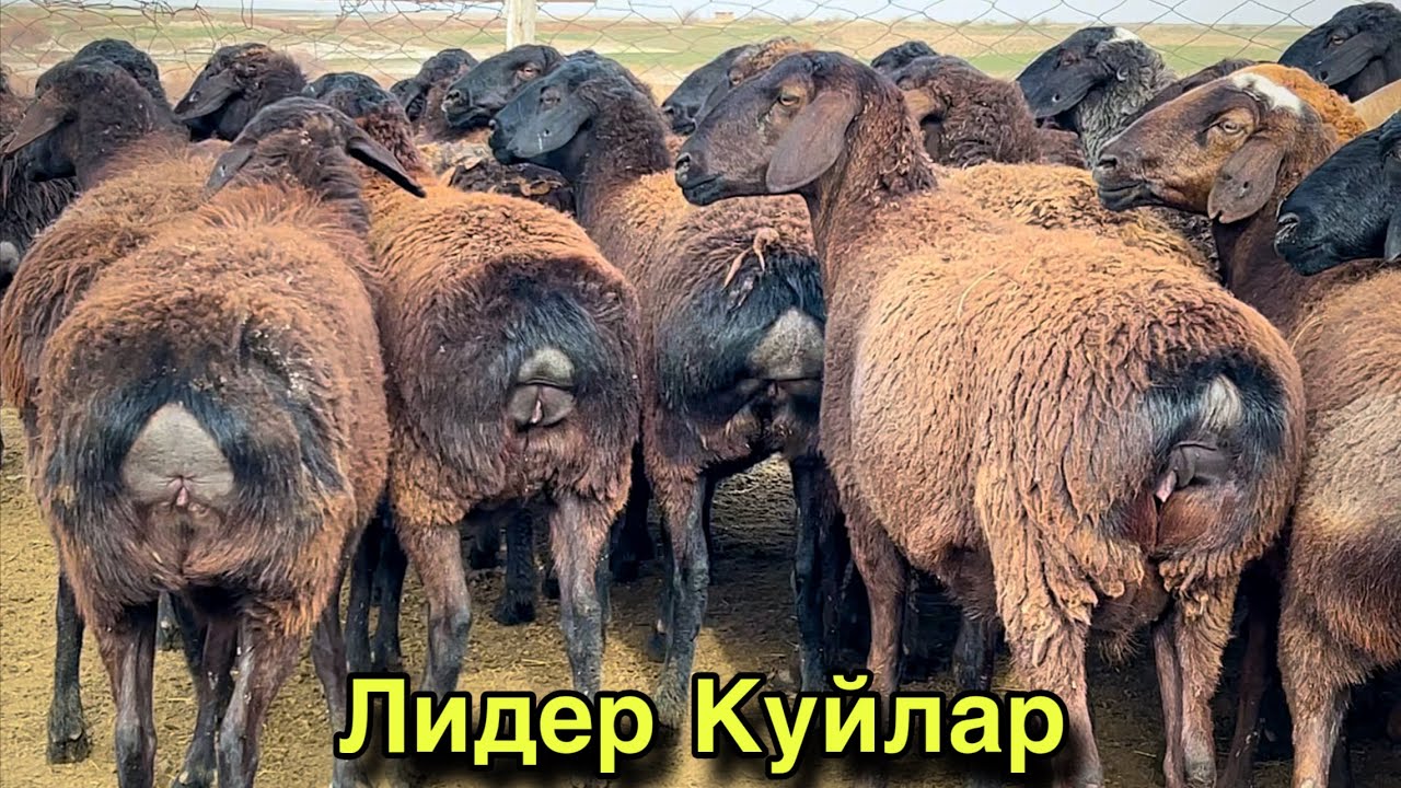 50 Бош Ударлари! ☎️+998 88 794 8998