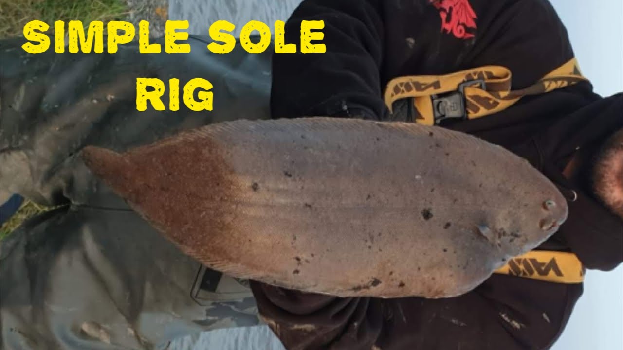 Uk sea fishing , simple sole rig .